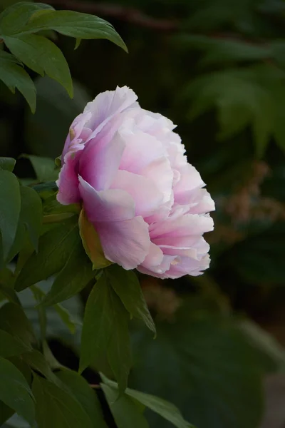 Rosa Pfingstrose im Garten — Stockfoto