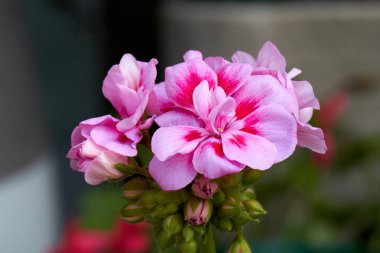 Sardunya Bloom bahar