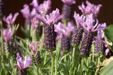 Lavanta Çiçek bahçesinde