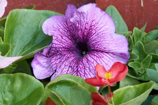 Flor de petúnia em flor — Fotografia de Stock