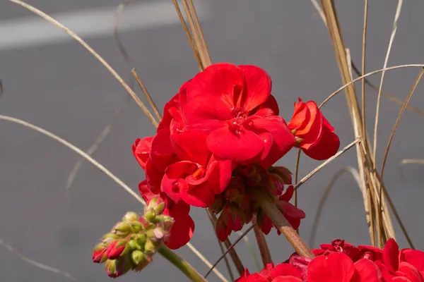 Rote Geranien blühen im Frühling — Stockfoto