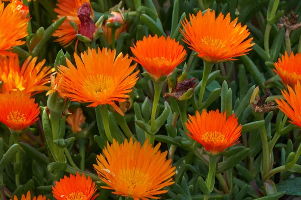 Daisy in bloei in het voorjaar — Stockfoto