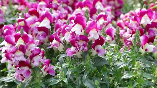 Snapdragons en flor en el jardín — Vídeos de Stock