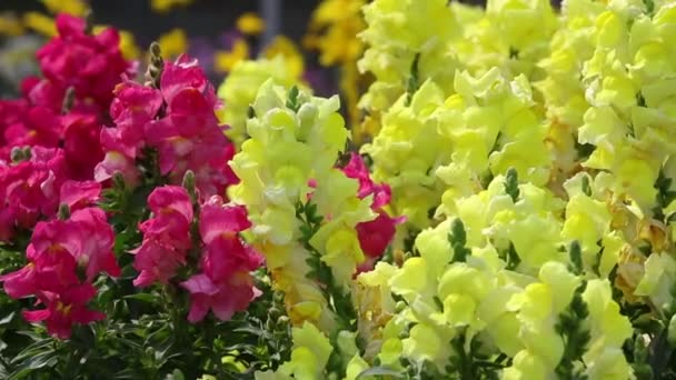 Snapdragons virágos kertben — Stock videók