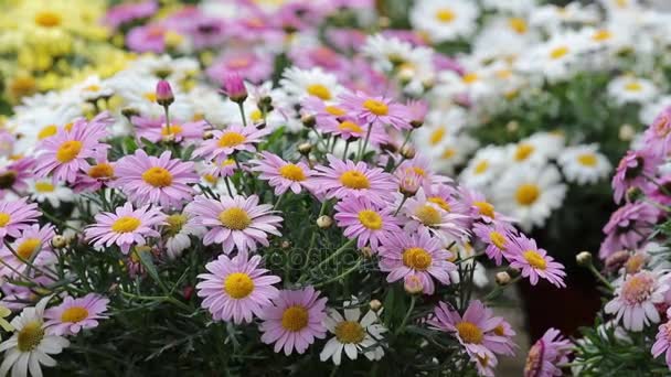 Pink daisy i blom under våren — Stockvideo