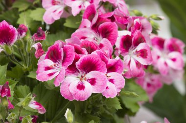 İlkbaharda çiçek pembe Sardunya