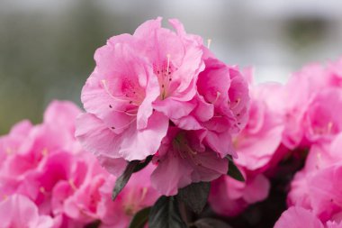 Baharda çiçek çiçek