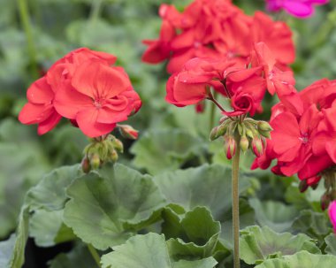 Sardunya Bloom bahar