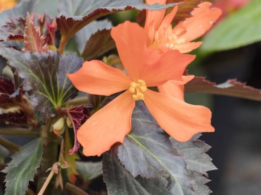 Baharda çiçek çiçek