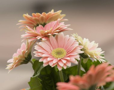 gerbera papatya aranjman