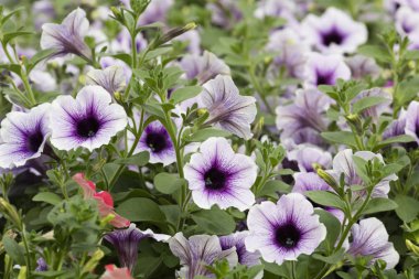 Bellflower bahçede çiçek