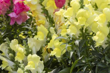 Çiçek bahçesinde aslanağızları