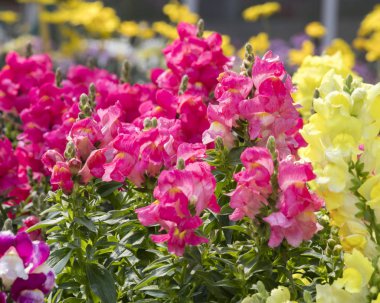 Çiçek bahçesinde aslanağızları