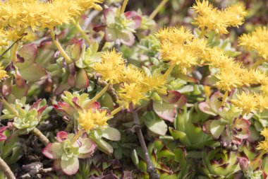 Bahçedeki çiçek kaya