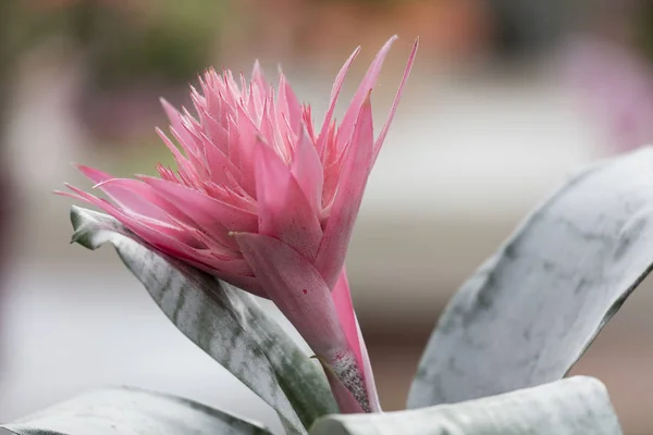 Růžový aechmea rozkvetlý květ ve váze — Stock fotografie