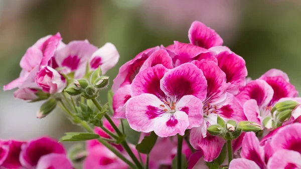 Géranium rose en fleur au printemps — Photo