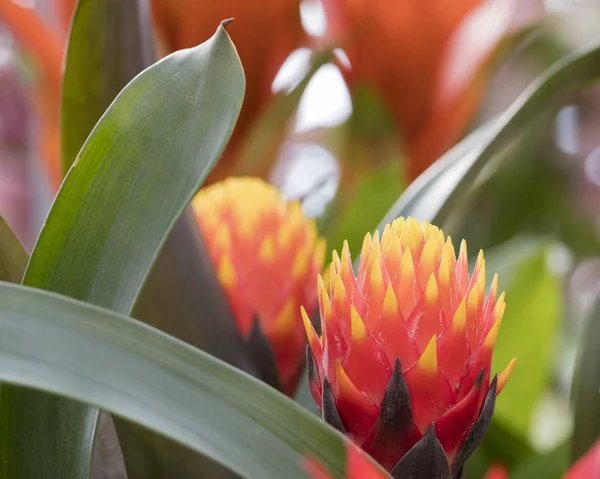 Planta suculenta em flor — Fotografia de Stock