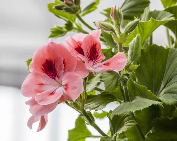 Geranium in bloom in spring — Stock Photo, Image