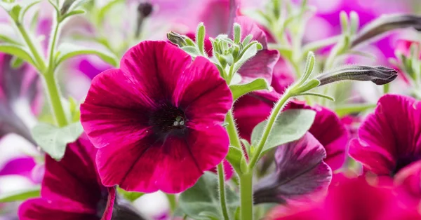 Bellflower bahçede çiçek — Stok fotoğraf