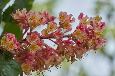 at kestanesi çiçek pembe