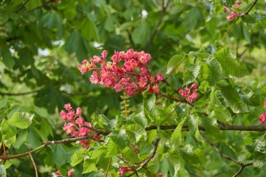 at kestanesi çiçek pembe
