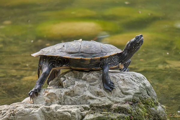 Schildpad rusten op rots bij zon op vijver — Stockfoto