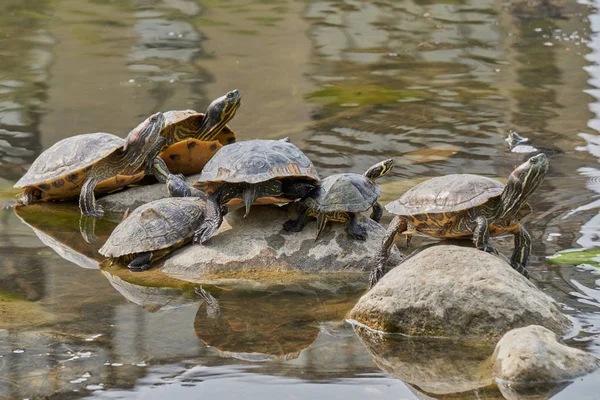 Groep schildpadden in de zon op de vijver — Stockfoto