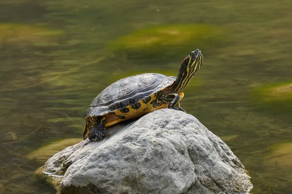 Schildpad rusten op rots bij zon op vijver — Stockfoto