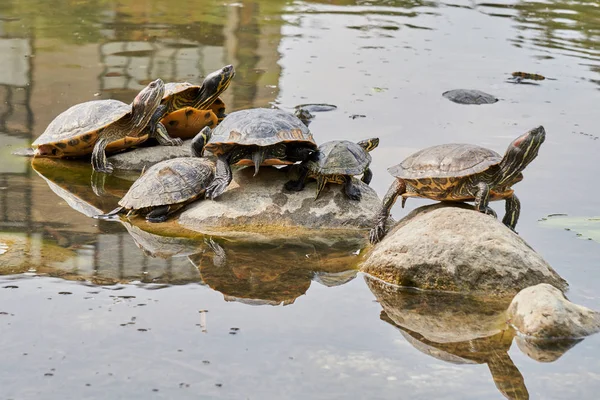 Groep schildpadden in de zon op de vijver — Stockfoto