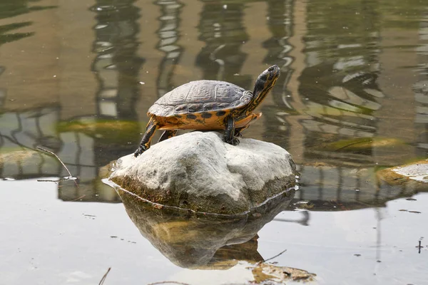 Schildpad rusten op rots bij zon op vijver — Stockfoto