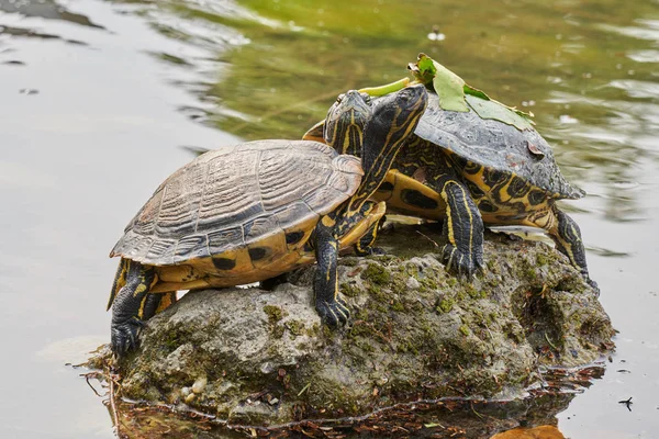 Twee schattige schildpadden rusten bij zon op vijver — Stockfoto