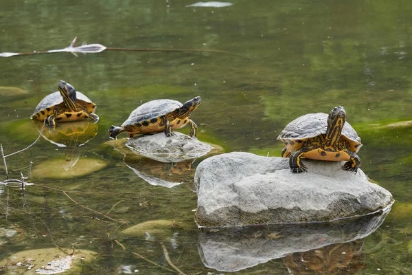 Drie schildpadden opgesteld op rots op de vijver — Stockfoto