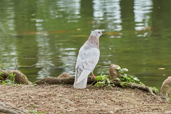 Pombo sozinho junto ao lago — Fotografia de Stock