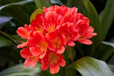 Clivia bahçede çiçek