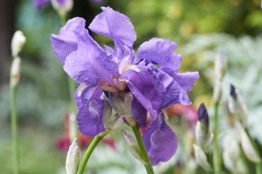 Iris Glayöl Çiçek bahçesinde
