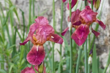 Iris Glayöl Çiçek bahçesinde