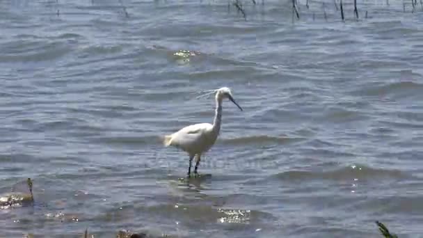 White heron on pond — Stock Video