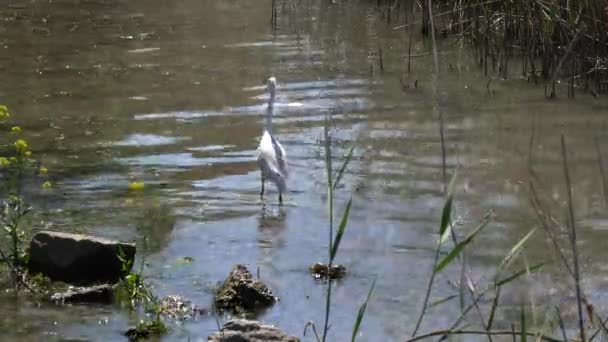 Garza blanca en el estanque — Vídeo de stock