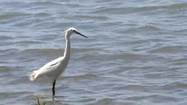 Garça branca na lagoa — Vídeo de Stock