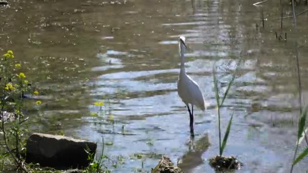 Witte reiger op vijver — Stockvideo