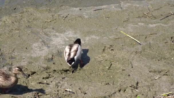 Enten laufen durch den Sumpf — Stockvideo