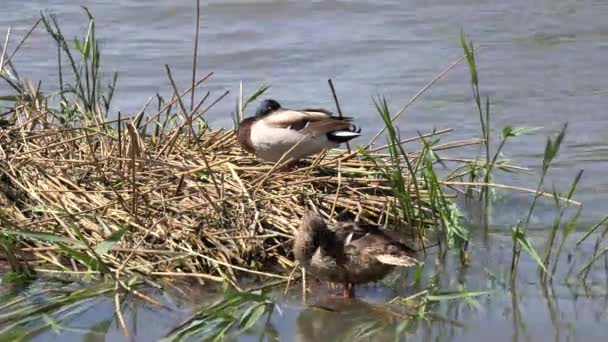 Утки отдыхают на болоте — стоковое видео