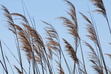 gölün kıyısında rüzgarda baston bitki