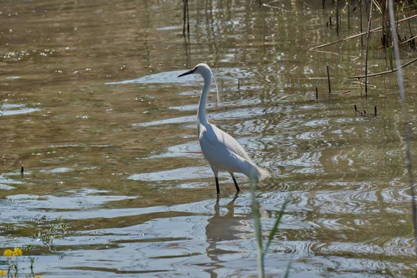 Garça branca na lagoa — Fotografia de Stock