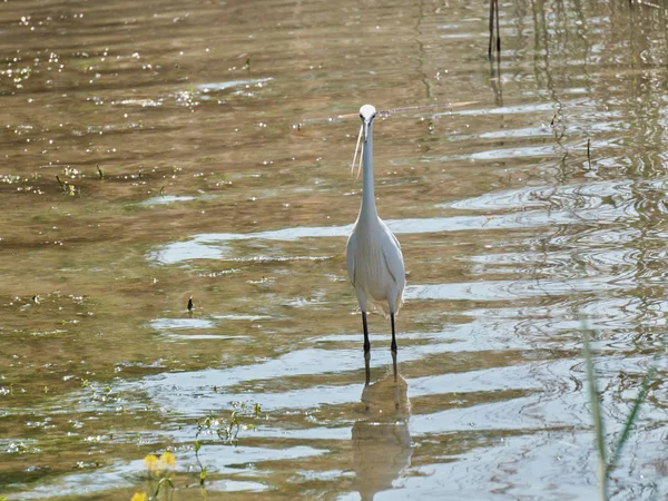 gölet üzerinde beyaz balıkçıl