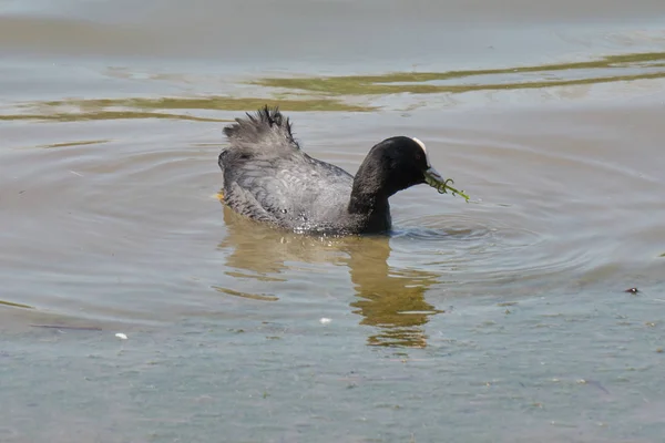 Ente Gallinula chloropus schwimmt auf See — Stockfoto
