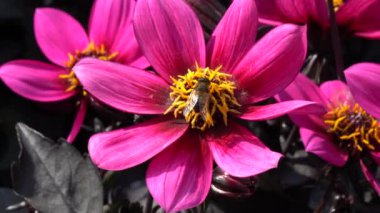 Bahçedeki pembe dahlia arıya