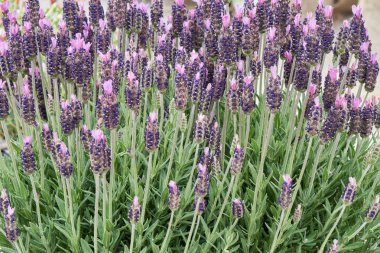 Lavanta Çiçek bahçesinde