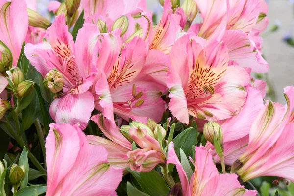 Alstroemeria i blomst i foråret - Stock-foto