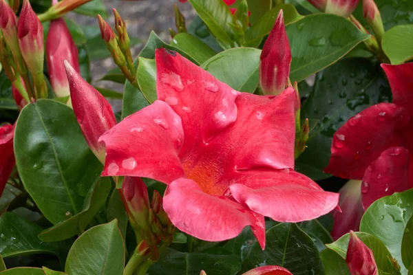 dipladenia mandevilla Bloom bahar